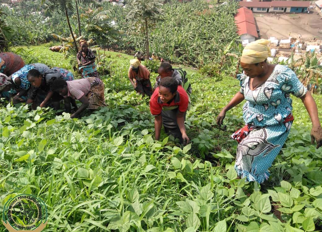Appui agricole à Masisi et Nyiragongo : 595 ménages soutenus en semences de haricots et de pommes de terre pour leur relèvement socio-économique