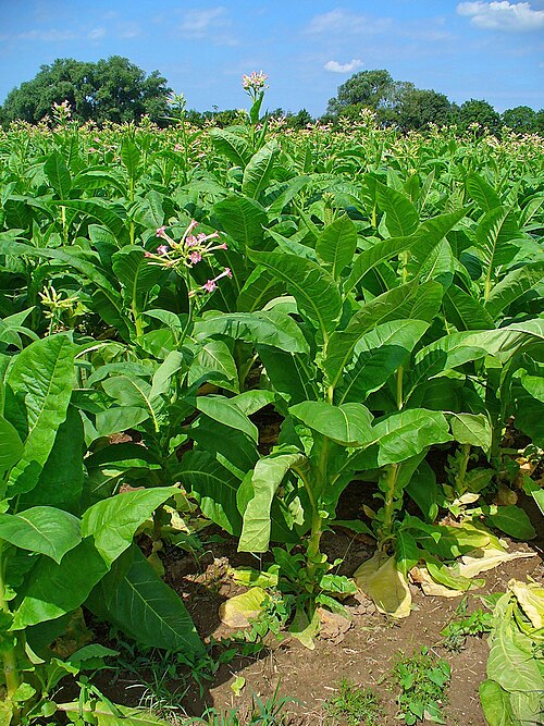 ASDERU ONG/RDC mobilise les communautés Cultivateurs de Tabac à Kasambondo et Kalemie Centre pour promouvoir la scolarisation des enfants.